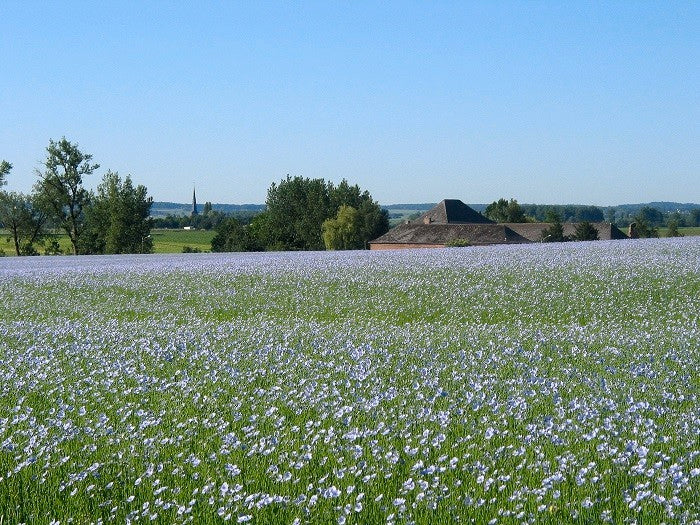 champs-de-lin-700x525